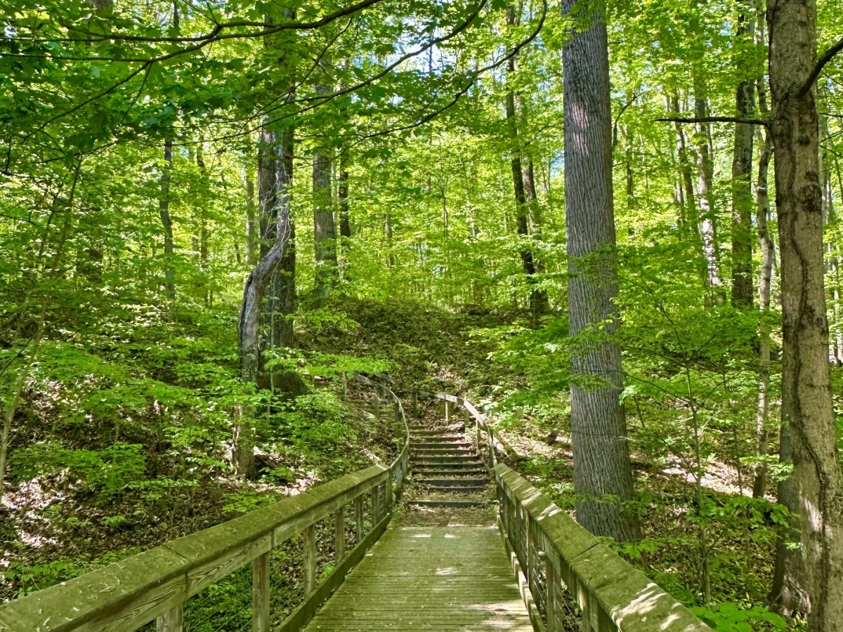 Our Complete Guide to: Warren Woods State Park